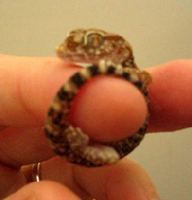 The Ring