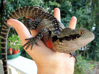 Tawnie in hand
