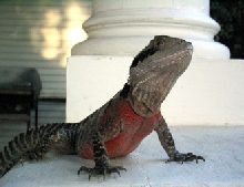 Tawnie (again)