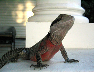 Tawnie (again)
