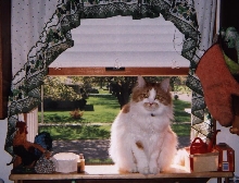 Butterscotch in the kitchen window