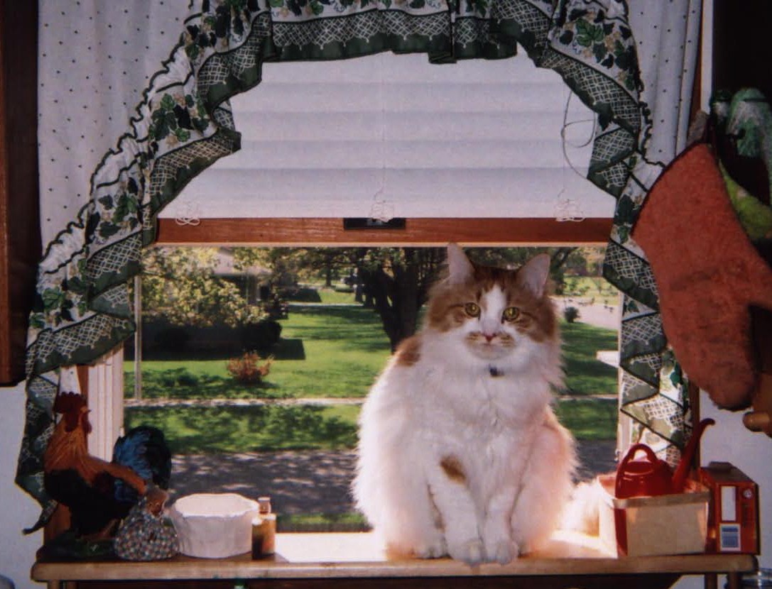 Butterscotch in the kitchen window