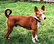 Nakai, the PitSenji