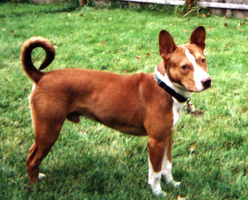Nakai, the PitSenji