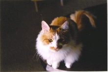 Butterscotch