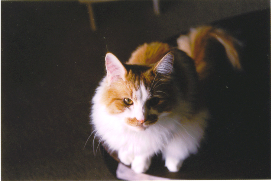 Butterscotch