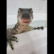 Mr. Cuddles bathtime