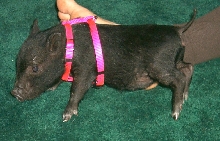 Clearer Photo of Baby Holly