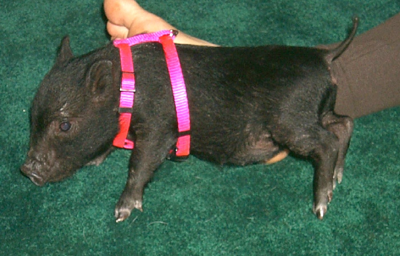 Clearer Photo of Baby Holly