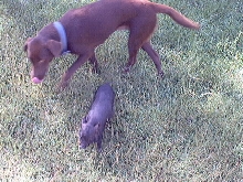 Survivor Piggy and Kaluha