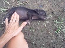 Survivor Piggy