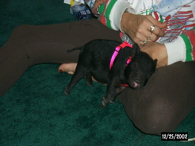 Ms. Holly
