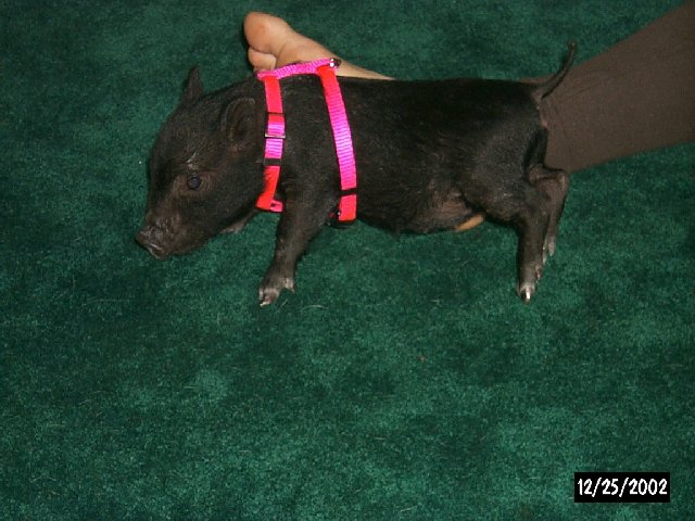 Ms. Holly