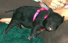 Ms. Holly