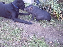 Piggy kissing dog