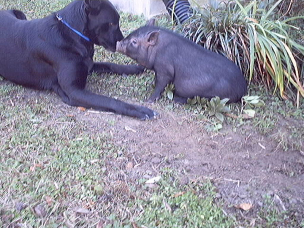 Piggy kissing dog