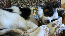 Lucy Sleeping on Couch