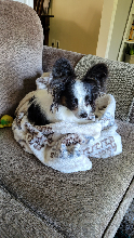 Curled up in her Blanket