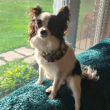 Lucy back from the Groomer