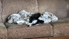 Lucy Sleeping on Couch