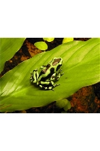 D Auratus