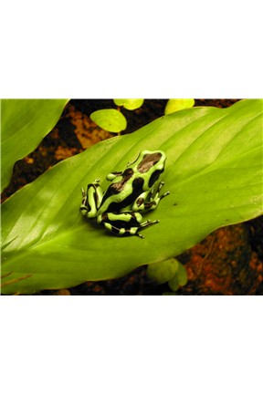 D Auratus