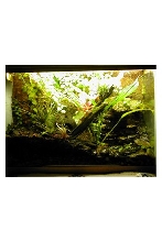 D. Auratus Tank 20g High