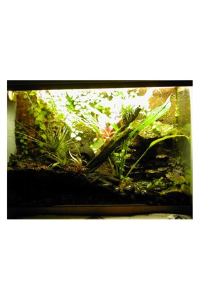 D. Auratus Tank 20g High
