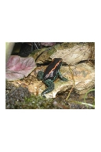 Female P. Vittatus Red Thin Lined