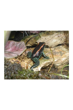 Female P. Vittatus Red Thin Lined