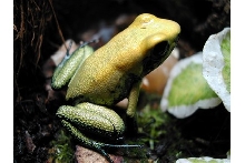 P. Bicolor
