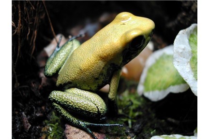 P. Bicolor