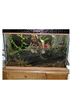 P. Bicolor Tank 29g