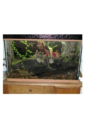 P. Bicolor Tank 29g