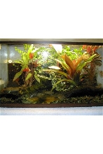 P. Vittatis Tank 29g