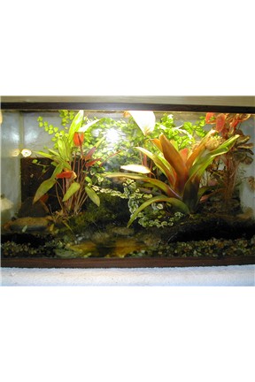 P. Vittatis Tank 29g