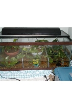 Tad Tank