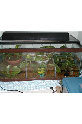 Tad Tank