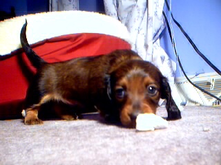 Sniffing Things out