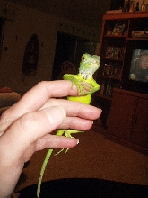 Fido Jr.