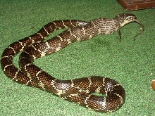 Stretched Boy