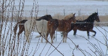 Pasos in snow