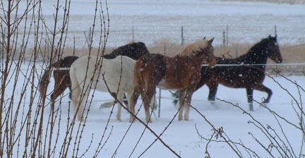 Pasos in snow