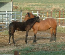 Bruiser and Rosie Pals