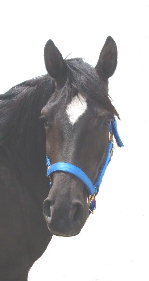Zar's Pretty Head