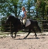 Zar cantering without headgear