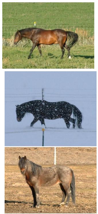 Same Place, Same Horse