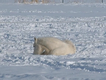 My version of a polar bear