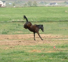 Air Bruiser