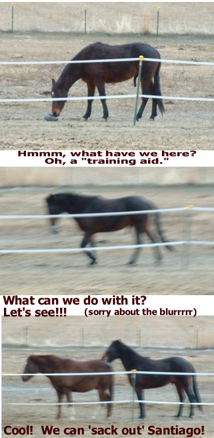 Buddy training